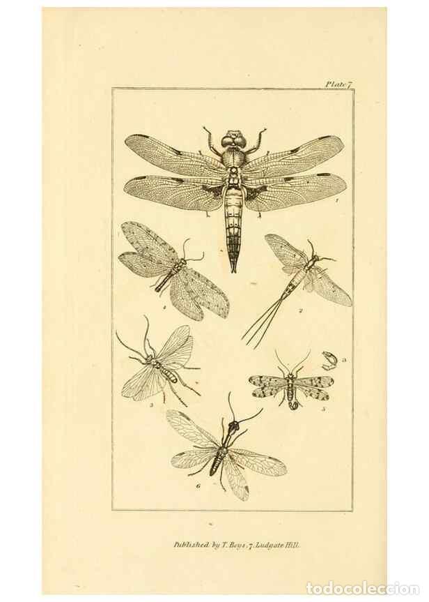 Coleccionismo de Revistas y Peri&oacute;dicos: Reproducci&oacute;n/Reproduction 49679776643: The entomologist's useful compendium;. London,Printed for T.