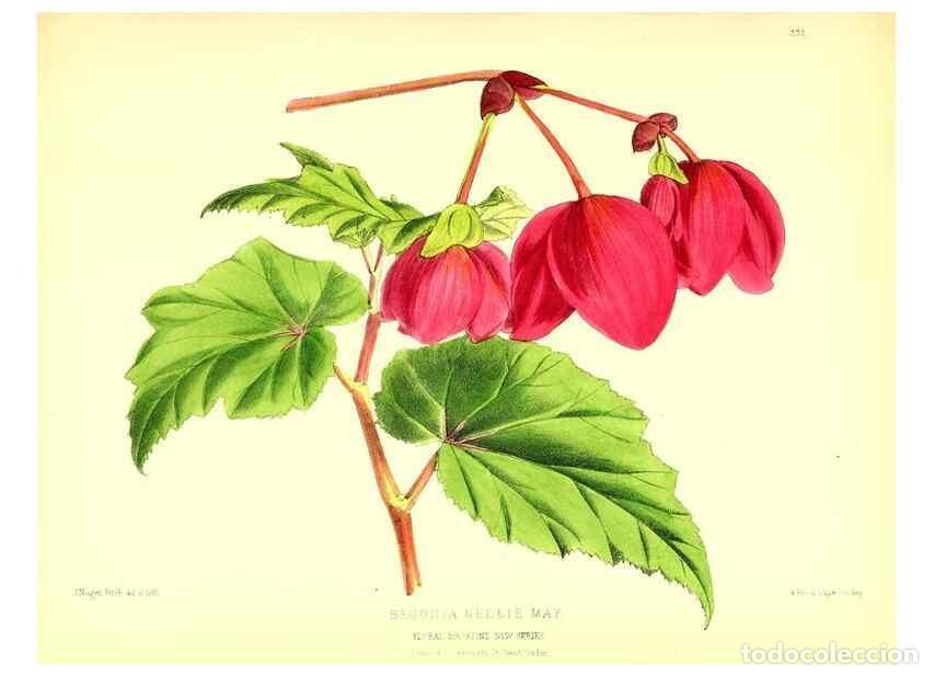 Coleccionismo de Revistas y Peri&oacute;dicos: Reproducci&oacute;n/Reproduction 49680703132: The floral magazine;. London,L. Reeve & Co.. - Dombrain, Henr