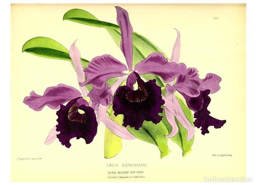 Coleccionismo de Revistas y Peri&oacute;dicos: Reproducci&oacute;n/Reproduction 49680630432: The floral magazine;. London,L. Reeve & Co.. - Dombrain, Henr