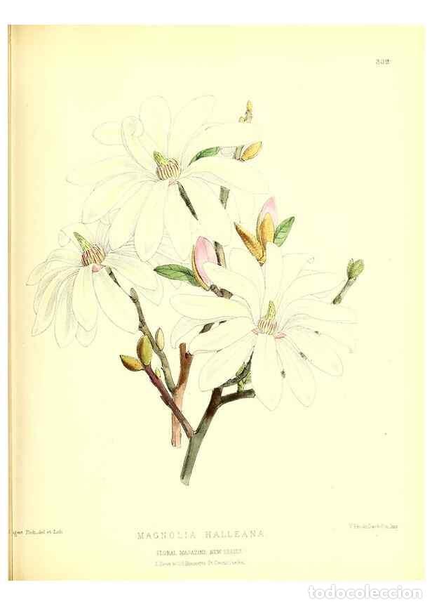 Coleccionismo de Revistas y Peri&oacute;dicos: Reproducci&oacute;n/Reproduction 49679801713: The floral magazine;. London,L. Reeve & Co.. - Dombrain, Henr