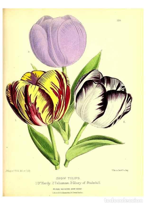 Coleccionismo de Revistas y Peri&oacute;dicos: Reproducci&oacute;n/Reproduction 49680630797: The floral magazine;. London,L. Reeve & Co.. - Dombrain, Henr