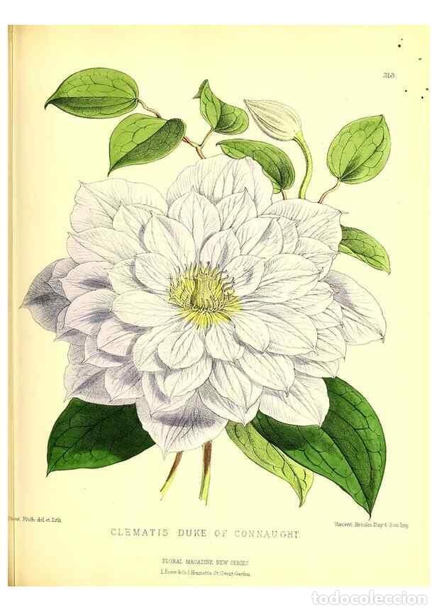 Coleccionismo de Revistas y Peri&oacute;dicos: Reproducci&oacute;n/Reproduction 49680627177: The floral magazine;. London,L. Reeve & Co.. - Dombrain, Henr