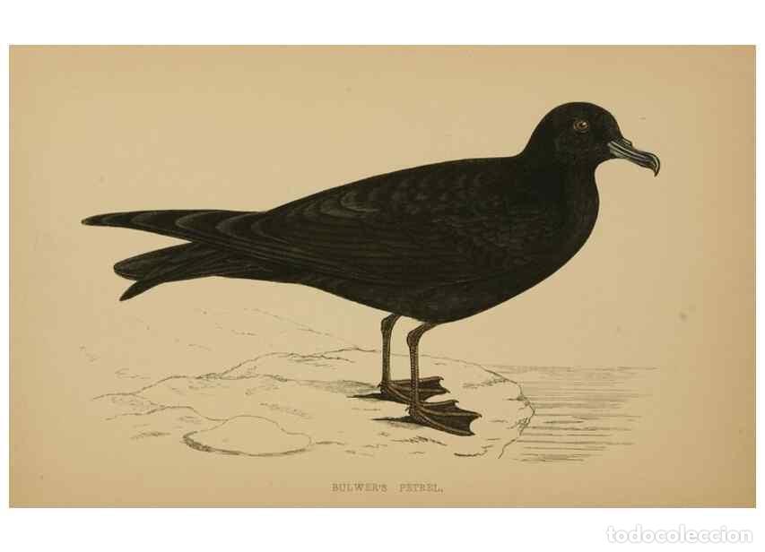 Coleccionismo de Revistas y Peri&oacute;dicos: Reproducci&oacute;n/Reproduction 49679745372: A history of British birds.. London,Groombridge and Sons,[186