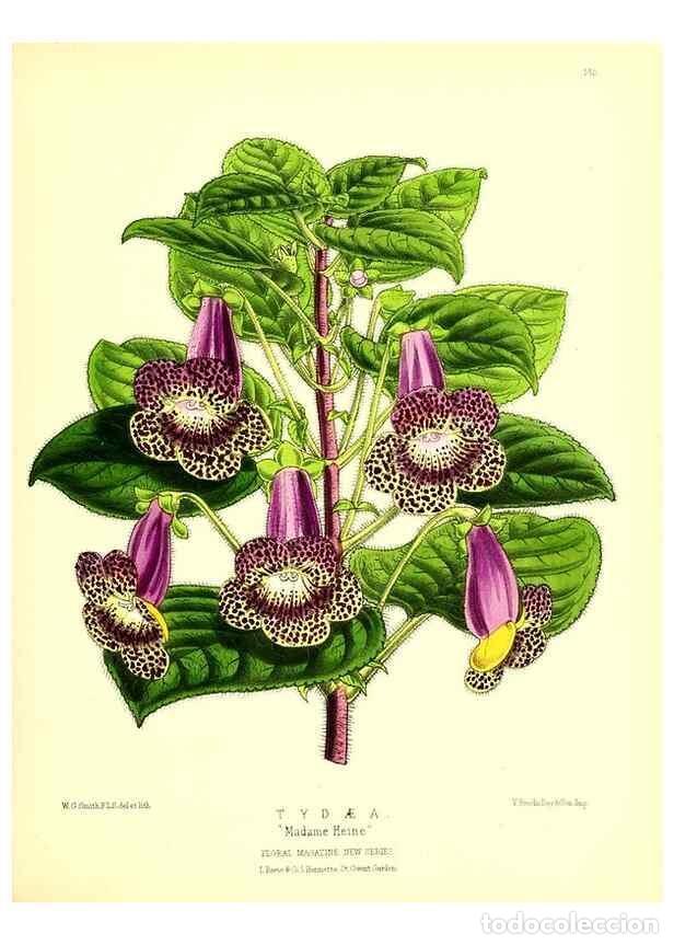 Coleccionismo de Revistas y Peri&oacute;dicos: Reproducci&oacute;n/Reproduction 49679324053: The floral magazine;. London,L. Reeve & Co.. - Dombrain, Henr