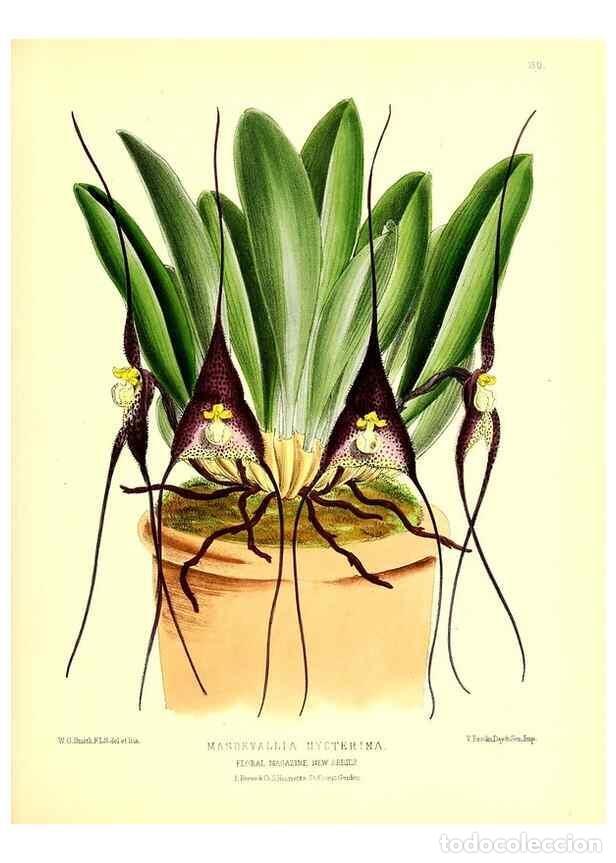 Coleccionismo de Revistas y Peri&oacute;dicos: Reproducci&oacute;n/Reproduction 49679325358: The floral magazine;. London,L. Reeve & Co.. - Dombrain, Henr