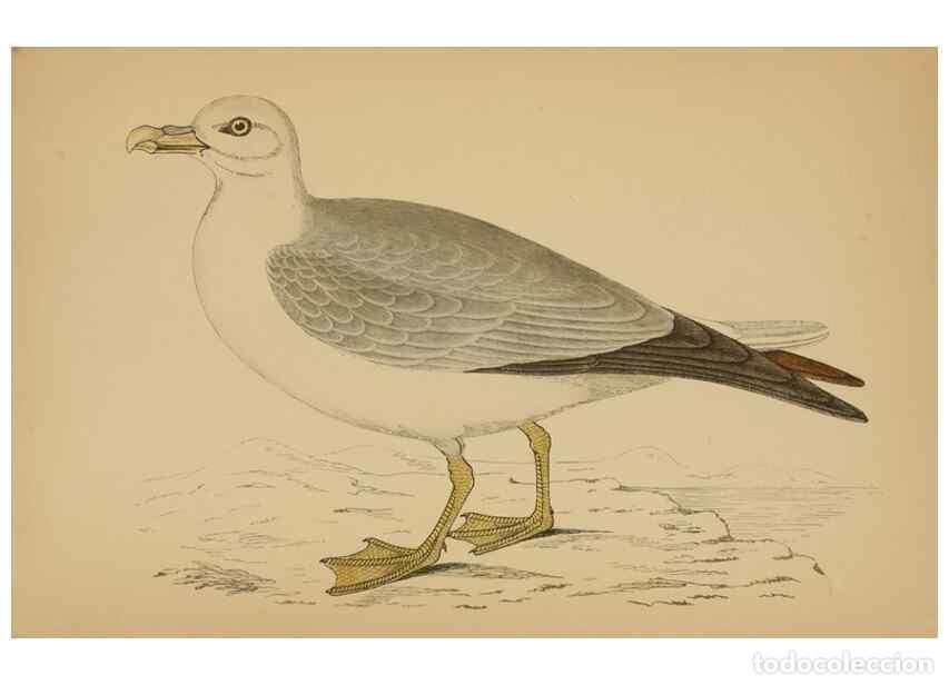 Coleccionismo de Revistas y Peri&oacute;dicos: Reproducci&oacute;n/Reproduction 49678924178: A history of British birds.. London,Groombridge and Sons,[186