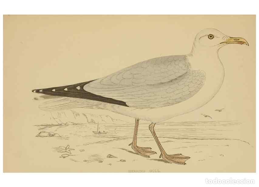 Coleccionismo de Revistas y Peri&oacute;dicos: Reproducci&oacute;n/Reproduction 49679780377: A history of British birds.. London,Groombridge and Sons,[186