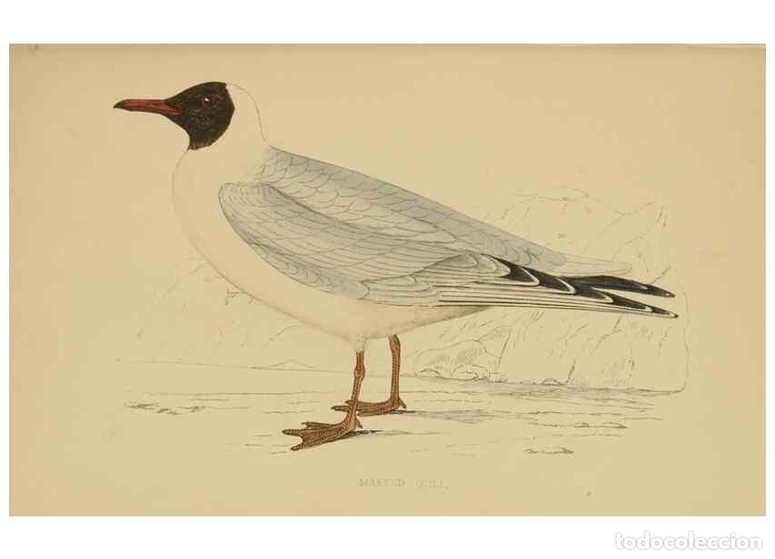 Coleccionismo de Revistas y Peri&oacute;dicos: Reproducci&oacute;n/Reproduction 49679450871: A history of British birds.. London,Groombridge and Sons,[186
