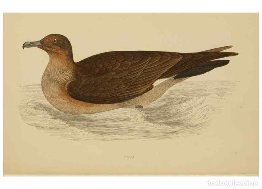 Coleccionismo de Revistas y Peri&oacute;dicos: Reproducci&oacute;n/Reproduction 49678922308: A history of British birds.. London,Groombridge and Sons,[186