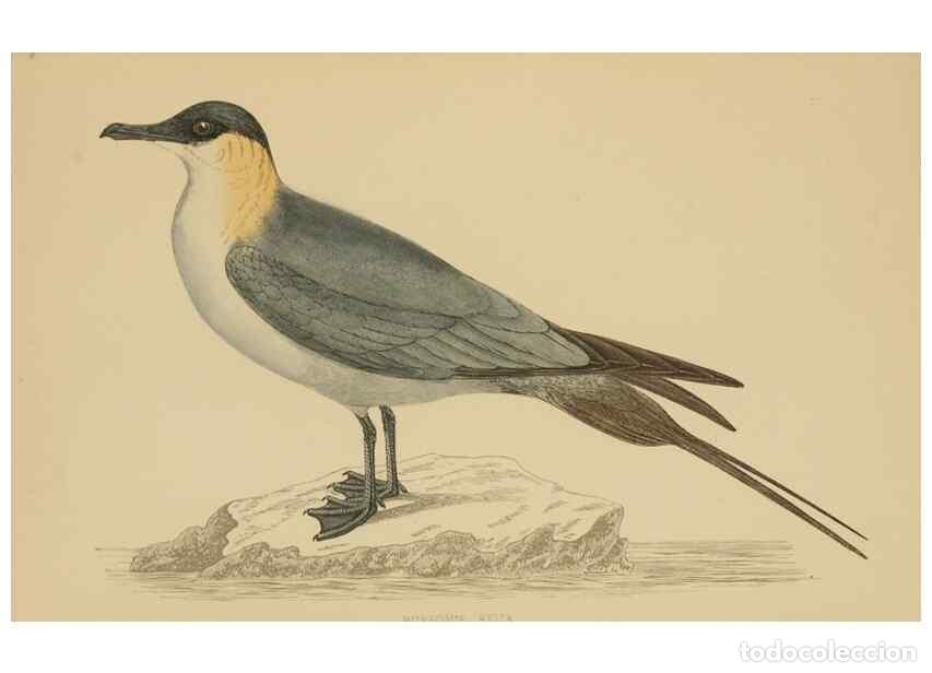 Coleccionismo de Revistas y Peri&oacute;dicos: Reproducci&oacute;n/Reproduction 49679453831: A history of British birds.. London,Groombridge and Sons,[186