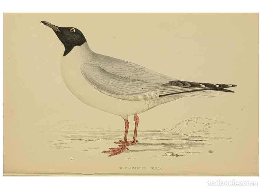 Coleccionismo de Revistas y Peri&oacute;dicos: Reproducci&oacute;n/Reproduction 49679740737: A history of British birds.. London,Groombridge and Sons,[186
