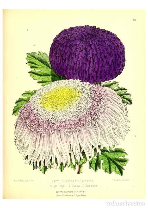 Coleccionismo de Revistas y Peri&oacute;dicos: Reproducci&oacute;n/Reproduction 49679855276: The floral magazine;. London,L. Reeve & Co.. - Dombrain, Henr
