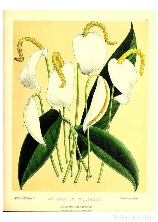 Coleccionismo de Revistas y Peri&oacute;dicos: Reproducci&oacute;n/Reproduction 49679860731: The floral magazine;. London,L. Reeve & Co.. - Dombrain, Henr