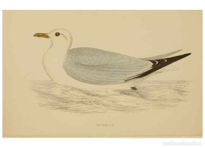 Coleccionismo de Revistas y Peri&oacute;dicos: Reproducci&oacute;n/Reproduction 49679743092: A history of British birds.. London,Groombridge and Sons,[186