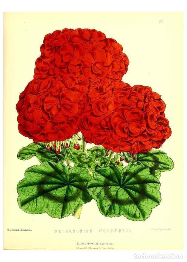 Coleccionismo de Revistas y Peri&oacute;dicos: Reproducci&oacute;n/Reproduction 49679862851: The floral magazine;. London,L. Reeve & Co.. - Dombrain, Henr