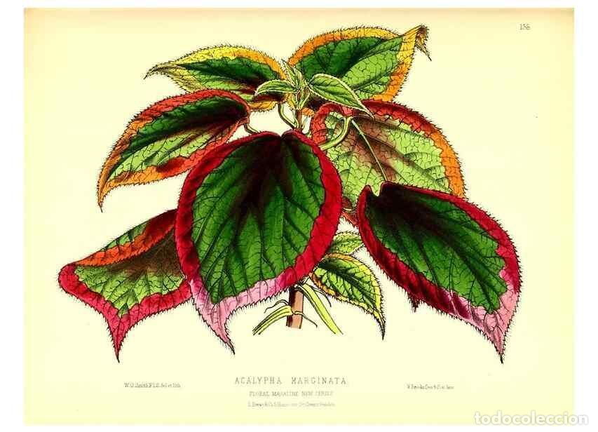 Coleccionismo de Revistas y Peri&oacute;dicos: Reproducci&oacute;n/Reproduction 49679326683: The floral magazine;. London,L. Reeve & Co.. - Dombrain, Henr