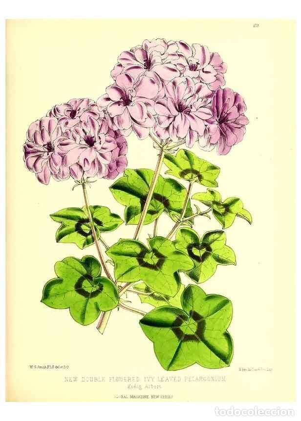 Coleccionismo de Revistas y Peri&oacute;dicos: Reproducci&oacute;n/Reproduction 49679860531: The floral magazine;. London,L. Reeve & Co.. - Dombrain, Henr