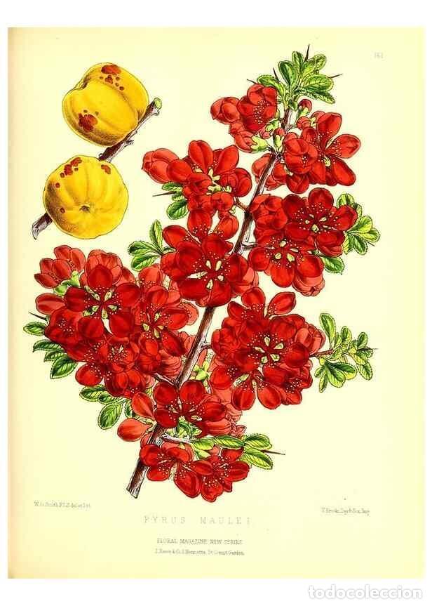 Coleccionismo de Revistas y Peri&oacute;dicos: Reproducci&oacute;n/Reproduction 49679327643: The floral magazine;. London,L. Reeve & Co.. - Dombrain, Henr