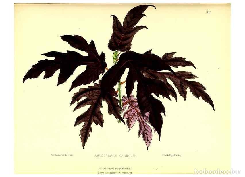 Coleccionismo de Revistas y Peri&oacute;dicos: Reproducci&oacute;n/Reproduction 49679332693: The floral magazine;. London,L. Reeve & Co.. - Dombrain, Henr