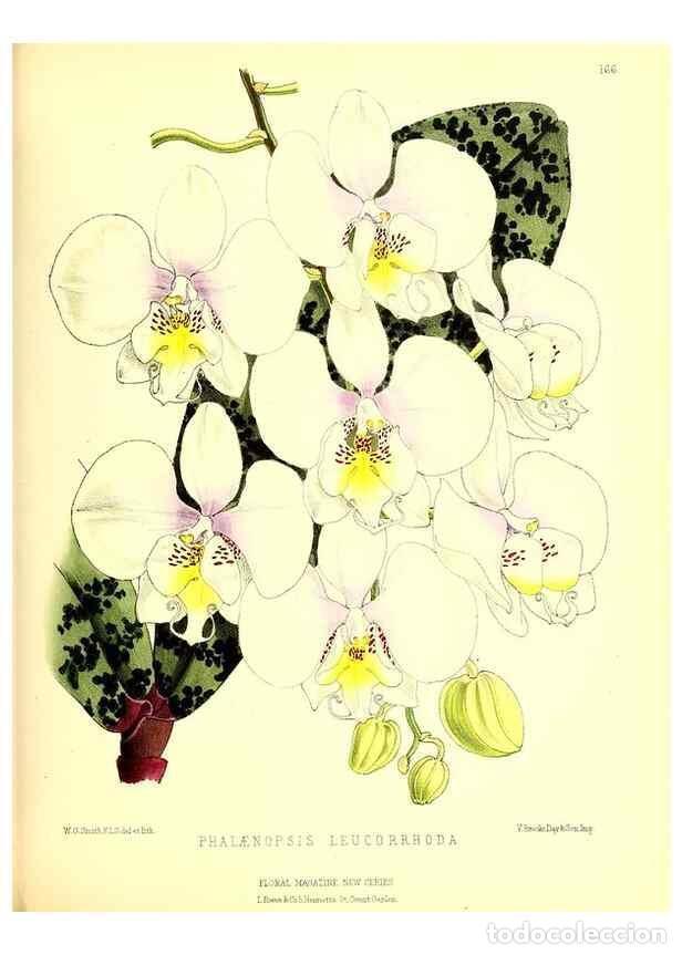 Coleccionismo de Revistas y Peri&oacute;dicos: Reproducci&oacute;n/Reproduction 49679857551: The floral magazine;. London,L. Reeve & Co.. - Dombrain, Henr