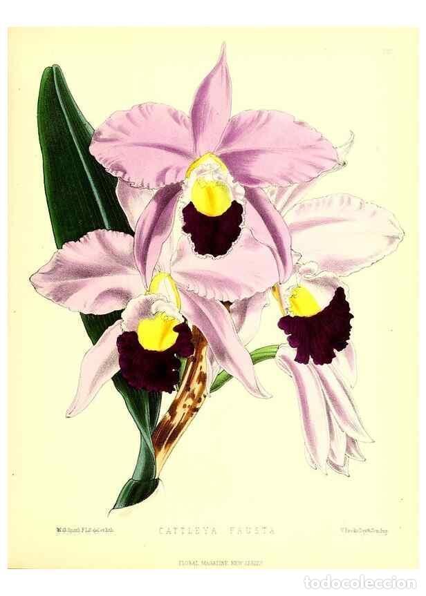 Coleccionismo de Revistas y Peri&oacute;dicos: Reproducci&oacute;n/Reproduction 49679333758: The floral magazine;. London,L. Reeve & Co.. - Dombrain, Henr