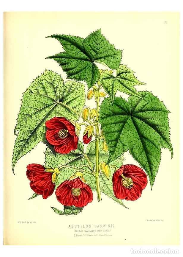 Coleccionismo de Revistas y Peri&oacute;dicos: Reproducci&oacute;n/Reproduction 49679858686: The floral magazine;. London,L. Reeve & Co.. - Dombrain, Henr