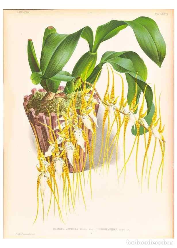 Collezionismo di Riviste e Giornali: Reproducci&oacute;n/Reproduction 49757117631: Lindenia :. Gand [Belgium] :Impr. F. Meyer-van Loo,1885-1906.