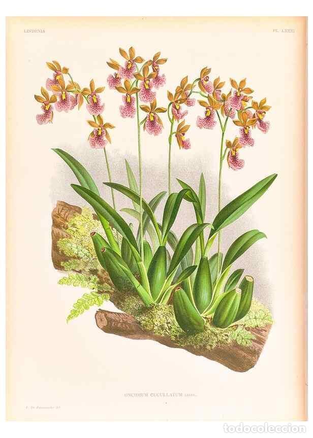 Collezionismo di Riviste e Giornali: Reproducci&oacute;n/Reproduction 49757453912: Lindenia :. Gand [Belgium] :Impr. F. Meyer-van Loo,1885-1906.