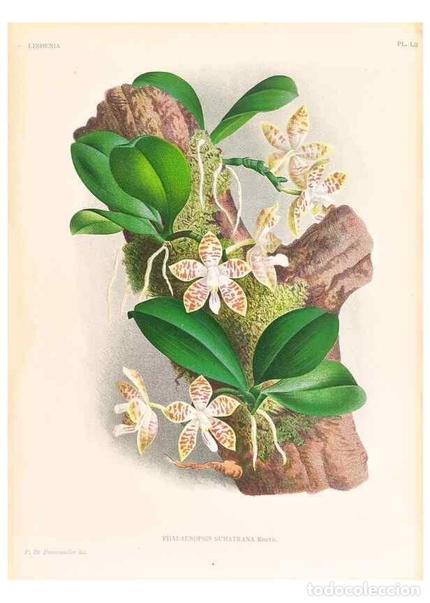 Collezionismo di Riviste e Giornali: Reproducci&oacute;n/Reproduction 49757111781: Lindenia :. Gand [Belgium] :Impr. F. Meyer-van Loo,1885-1906.