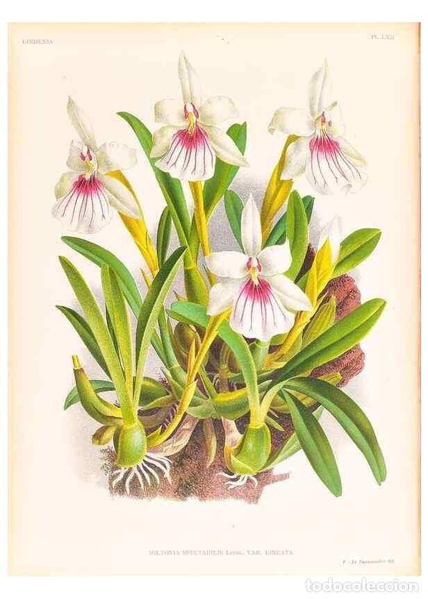 Collezionismo di Riviste e Giornali: Reproducci&oacute;n/Reproduction 49757449302: Lindenia :. Gand [Belgium] :Impr. F. Meyer-van Loo,1885-1906.