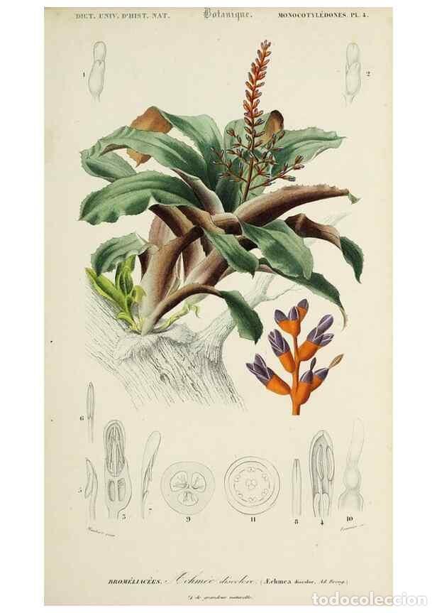 Sammeln von Zeitschriften und Zeitungen: Reproducci&oacute;n/Reproduction 49725069922: Dictionnaire universel d'histoire naturelle :. Paris :Chez le