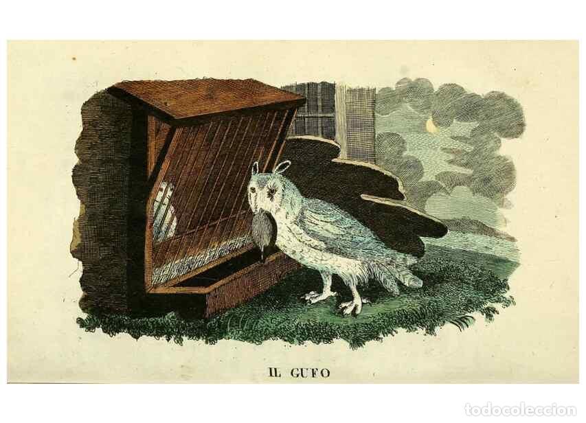 Sammeln von Zeitschriften und Zeitungen: Reproducci&oacute;n/Reproduction 49742896032: Il gabinetto del giovane naturalista. Milano :Presso Omobono