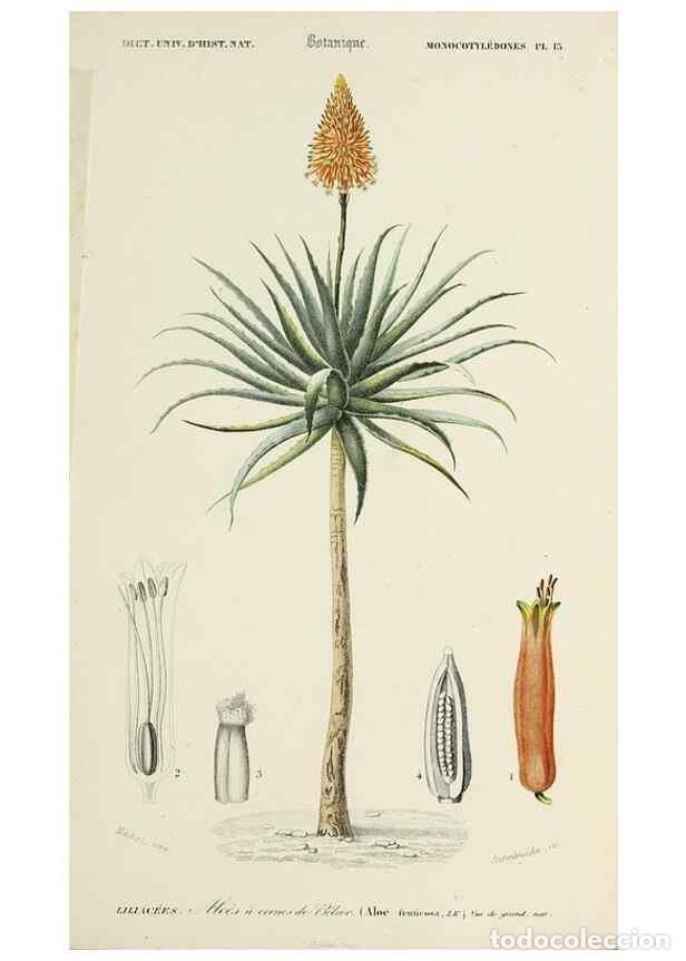 Sammeln von Zeitschriften und Zeitungen: Reproducci&oacute;n/Reproduction 49724212228: Dictionnaire universel d'histoire naturelle :. Paris :Chez le