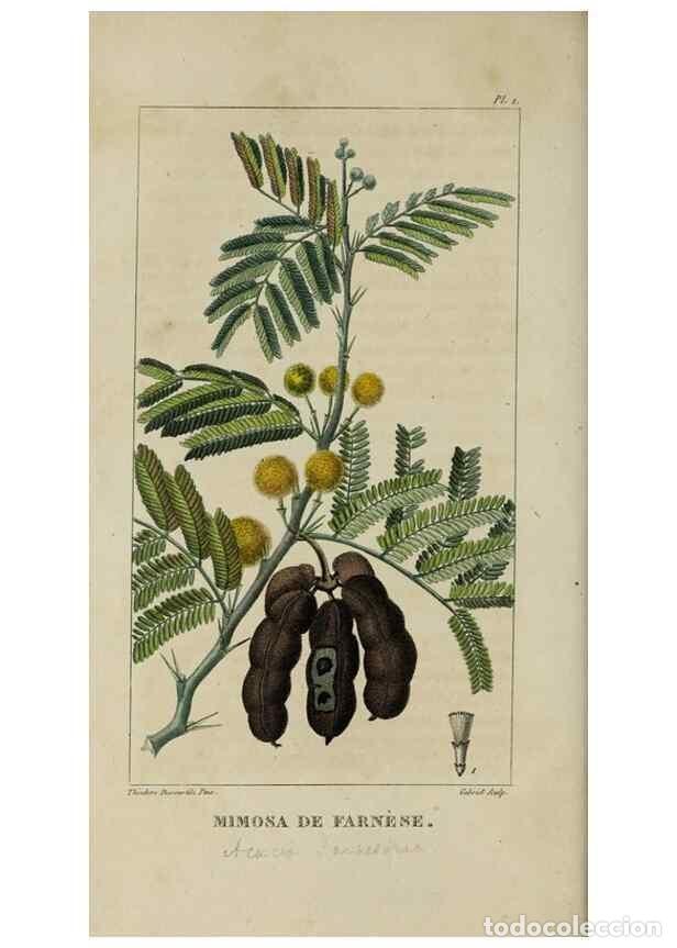 Sammeln von Zeitschriften und Zeitungen: Reproducci&oacute;n/Reproduction 49743489392: Flore pittoresque et m&eacute;dicale des Antilles, ou, Histoire natu