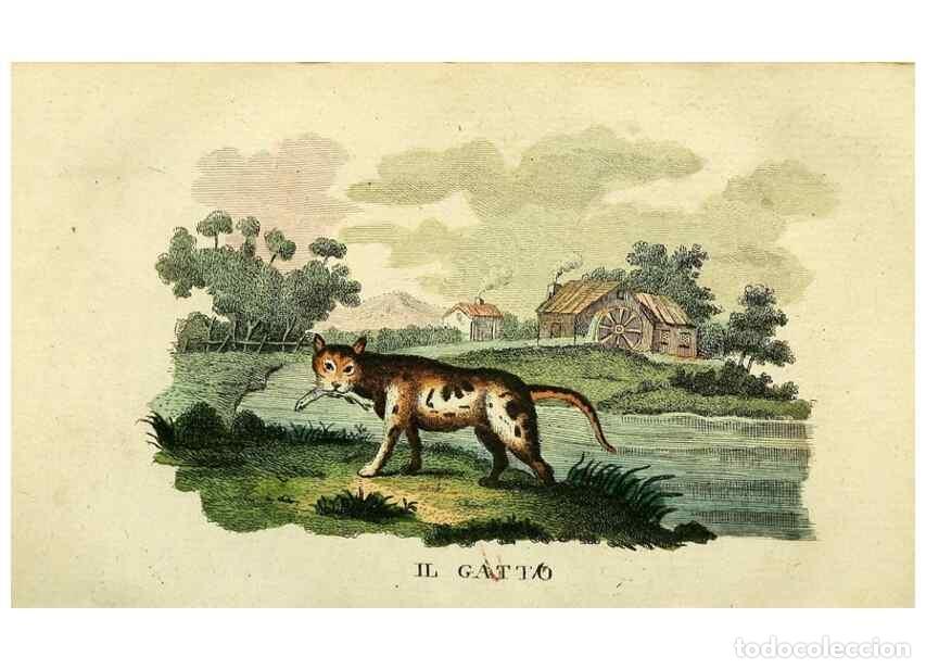 Sammeln von Zeitschriften und Zeitungen: Reproducci&oacute;n/Reproduction 49741919238: Il gabinetto del giovane naturalista. Milano :Presso Omobono