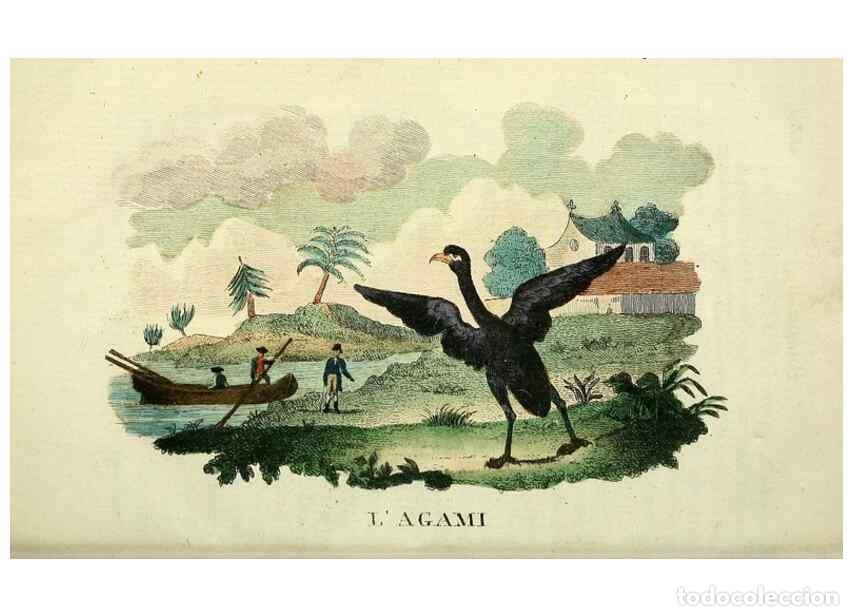 Sammeln von Zeitschriften und Zeitungen: Reproducci&oacute;n/Reproduction 49742024838: Il gabinetto del giovane naturalista. Milano :Presso Omobono