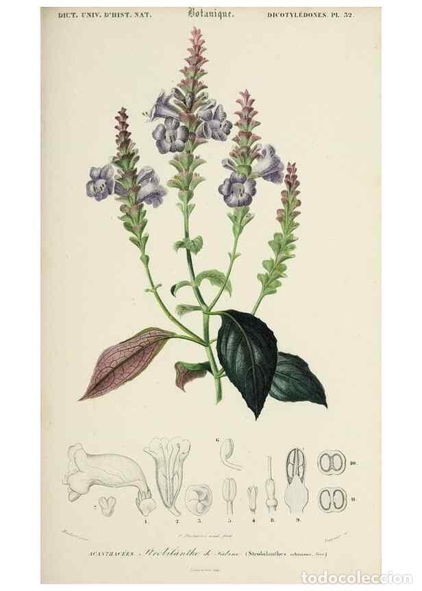 Sammeln von Zeitschriften und Zeitungen: Reproducci&oacute;n/Reproduction 49724761106: Dictionnaire universel d'histoire naturelle :. Paris :Chez le