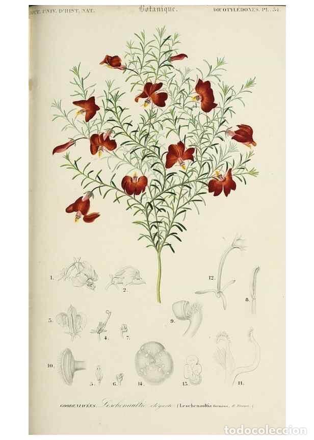 Sammeln von Zeitschriften und Zeitungen: Reproducci&oacute;n/Reproduction 49724225293: Dictionnaire universel d'histoire naturelle :. Paris :Chez le