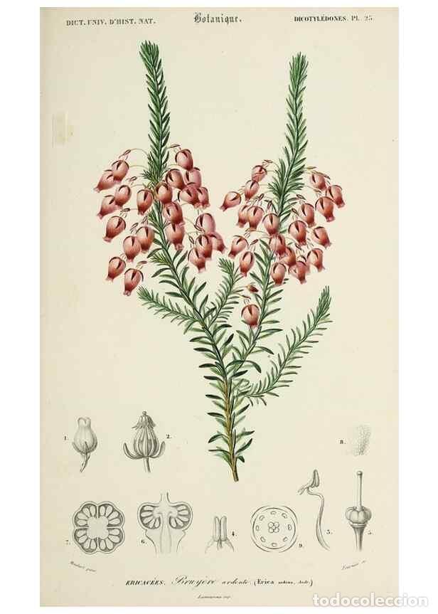 Sammeln von Zeitschriften und Zeitungen: Reproducci&oacute;n/Reproduction 49725078387: Dictionnaire universel d'histoire naturelle :. Paris :Chez le