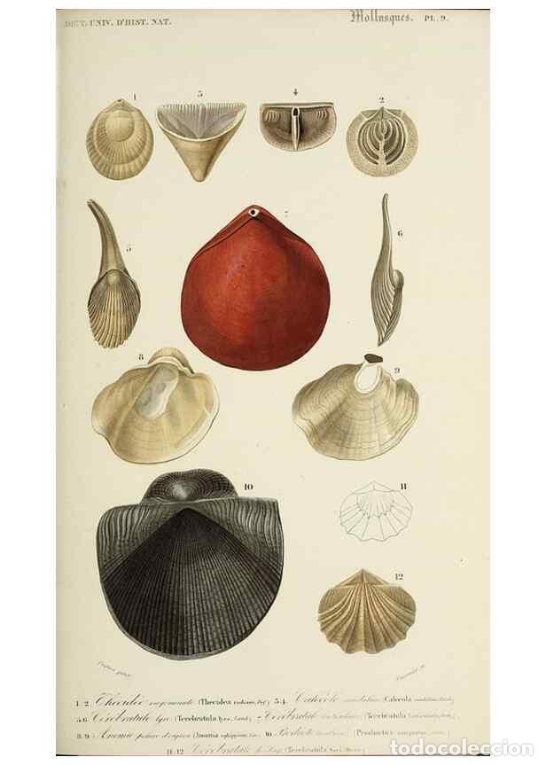 Sammeln von Zeitschriften und Zeitungen: Reproducci&oacute;n/Reproduction 49724209658: Dictionnaire universel d'histoire naturelle :. Paris :Chez le