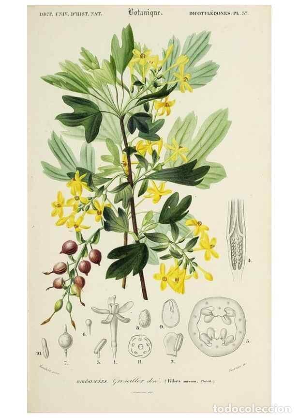 Sammeln von Zeitschriften und Zeitungen: Reproducci&oacute;n/Reproduction 49724220233: Dictionnaire universel d'histoire naturelle :. Paris :Chez le