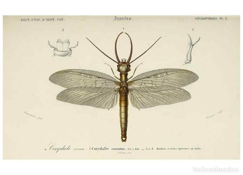 Sammeln von Zeitschriften und Zeitungen: Reproducci&oacute;n/Reproduction 49724247691: Dictionnaire universel d'histoire naturelle :. Paris :Chez le