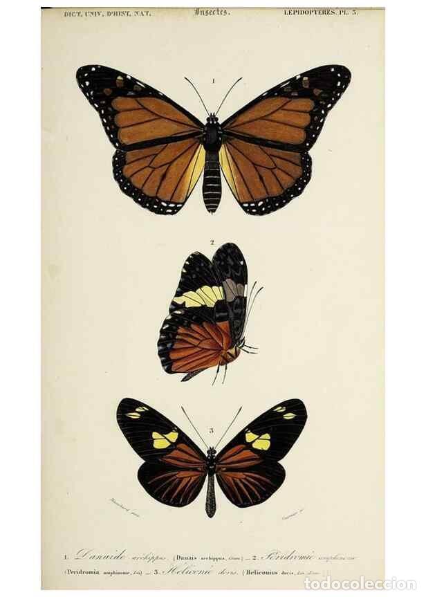 Sammeln von Zeitschriften und Zeitungen: Reproducci&oacute;n/Reproduction 49724249011: Dictionnaire universel d'histoire naturelle :. Paris :Chez le