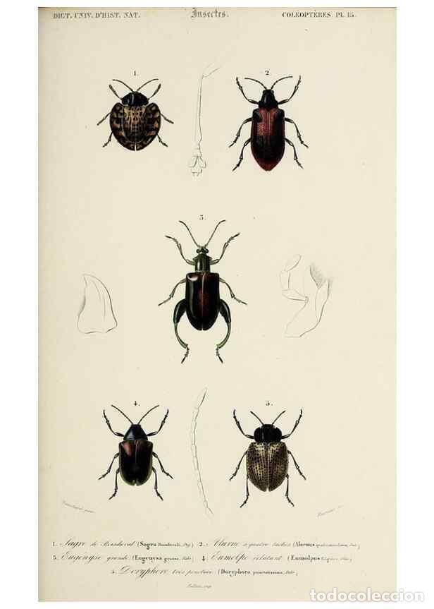 Sammeln von Zeitschriften und Zeitungen: Reproducci&oacute;n/Reproduction 49723710678: Dictionnaire universel d'histoire naturelle :. Paris :Chez le