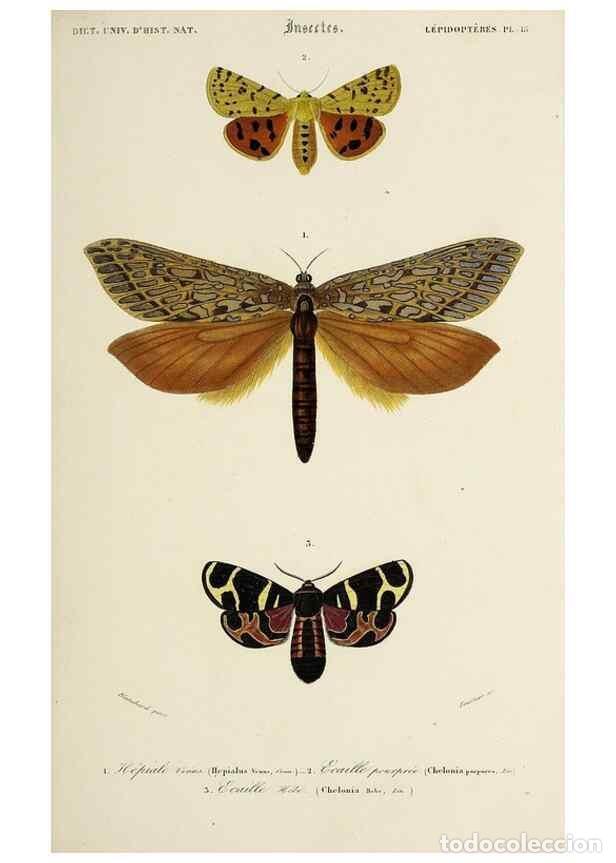 Sammeln von Zeitschriften und Zeitungen: Reproducci&oacute;n/Reproduction 49723723398: Dictionnaire universel d'histoire naturelle :. Paris :Chez le