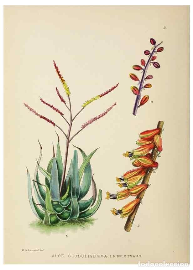 Sammeln von Zeitschriften und Zeitungen: Reproducci&oacute;n/Reproduction 49753682626: The Flowering plants of Africa.. Pretoria [etc.]Botanical Res