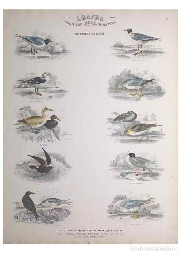 Sammeln von Zeitschriften und Zeitungen: Reproducci&oacute;n/Reproduction 49749723072: Leaves from the book of nature,. Edinburgh :W.H. Lizars;[184-