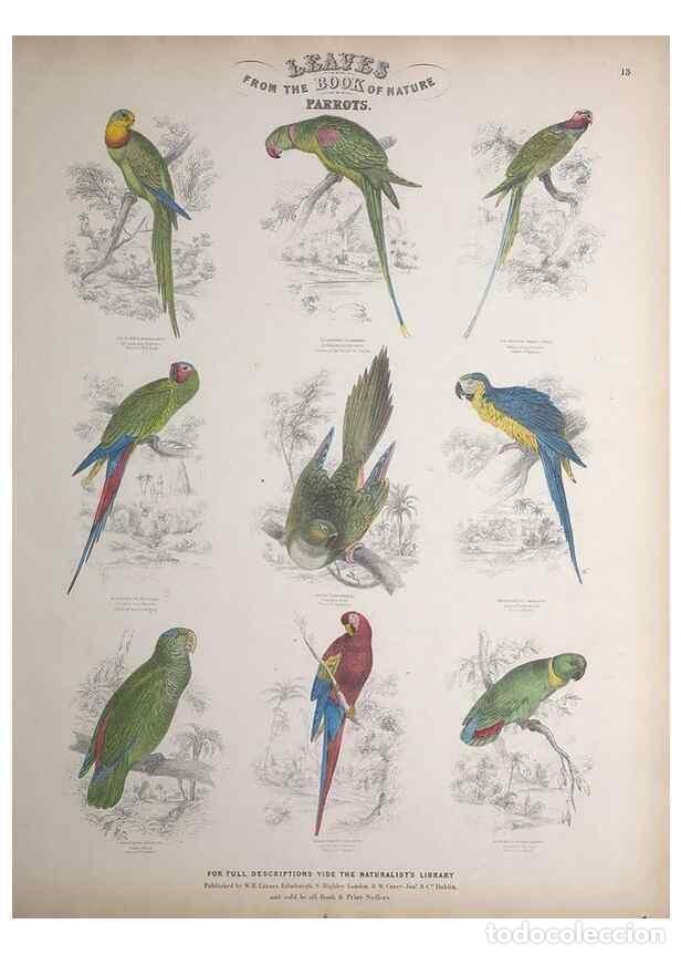 Sammeln von Zeitschriften und Zeitungen: Reproducci&oacute;n/Reproduction 49749389161: Leaves from the book of nature,. Edinburgh :W.H. Lizars;[184-