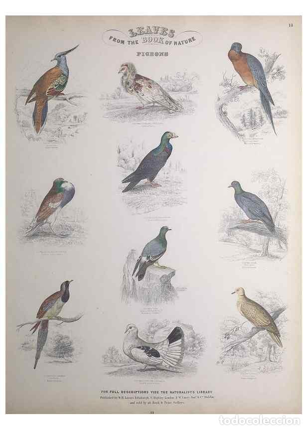 Sammeln von Zeitschriften und Zeitungen: Reproducci&oacute;n/Reproduction 49749718127: Leaves from the book of nature,. Edinburgh :W.H. Lizars;[184-