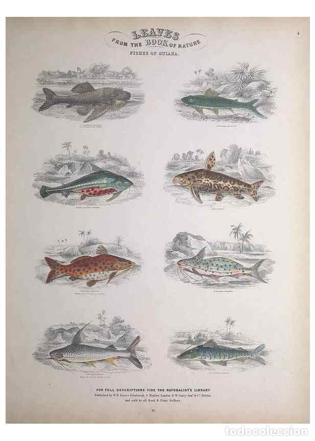 Sammeln von Zeitschriften und Zeitungen: Reproducci&oacute;n/Reproduction 49749724162: Leaves from the book of nature,. Edinburgh :W.H. Lizars;[184-